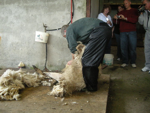 shearing sheep, Ireland