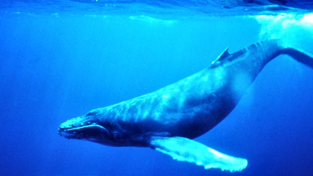 Humpback_Whale_underwater_shot