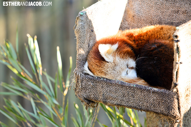 Red Panda Zoo Atlanta | Tourists at Home Atlanta Edition