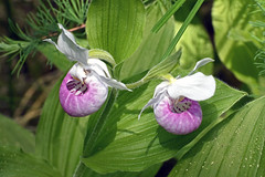 16-13 Lady's Slippers