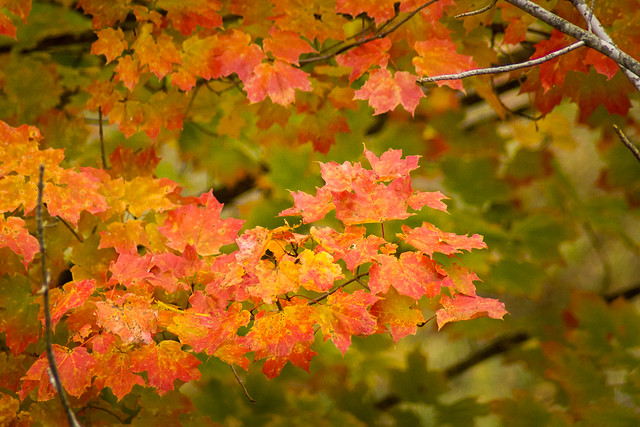 Autumn, Leaves, Fall, Color, Red, Yellow, Orange, Maple, Tree, Branch