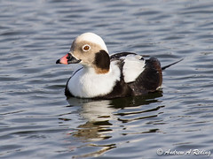 harlequin and long-tailed ducks