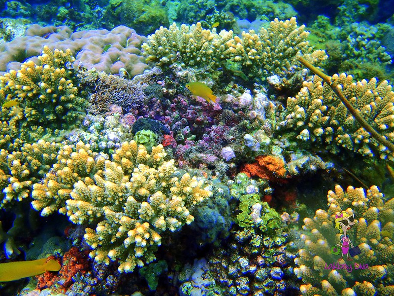 Pretty corals