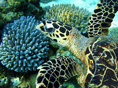MALDIVES (undersea)