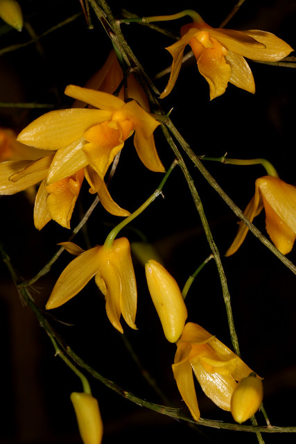 Dendrobium hancockii 2012-10-08 04