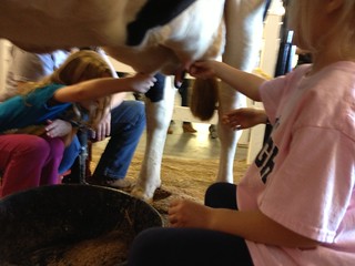 NC State Fair: Milking a Cow
