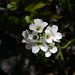 Yuyo blanco (Cardamine tuberosa)