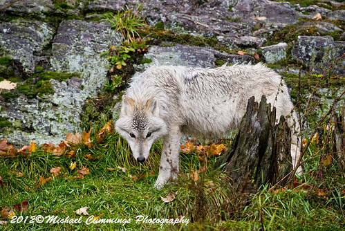 Arctic Wolf by Michael Cummings