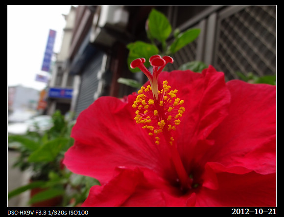 20121021_Flower2