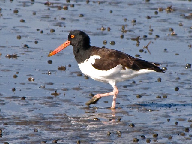 American Oystercatcher Seen from the Lighthouse Trail at Fort Pulaski 12