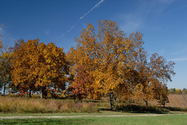 Shaw Nature Reserve (the Arboretum), in Gray Summit, Missouri, USA - clump of autumn trees on prairie