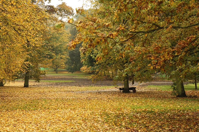 Greenwich Park and autumn leaves