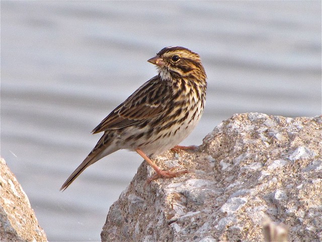 Savannah Sparrow at Gridley Wastewater Treatment Ponds 26