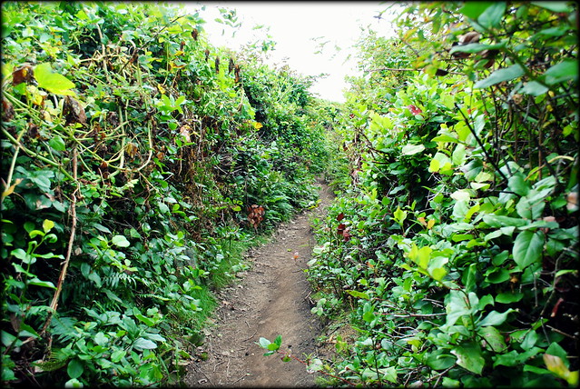 trail carved out of the hedges - Cape Falcon - Oswald West State Park