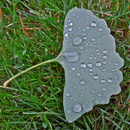 Ginkgo, Rain-Dropped ....(302/366) by Irene.B.