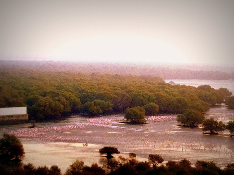 Flamingos on the mudflats