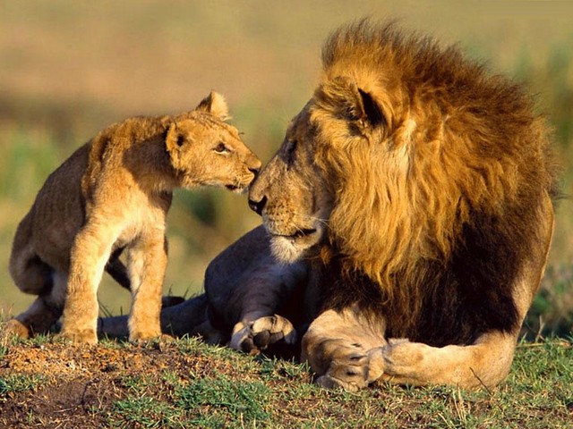 Africa se está quedando sin leones - Diario Ecologia