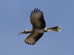 Gråtoko (African Grey Hornbill)