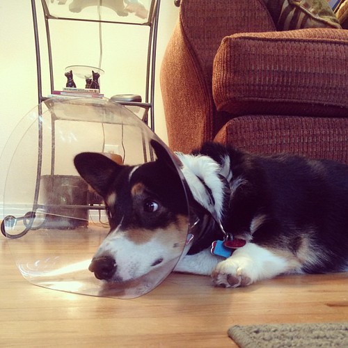October 12, 2012 - "dear diary, mood: apathetic..." Nappy got a cone of shame today, poor puppy #corgi #coneofshame #emokid