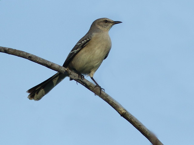 Northern Mockingbird 20121014