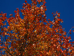 A beautiful Fall day on Cape Cod, 10/16/12