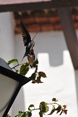 Swallows feeding young