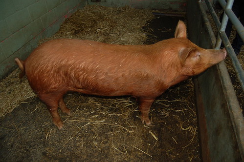Tamworth pig Sept 12
