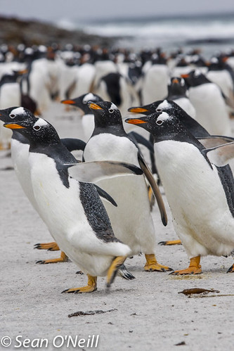 gentoo penguins sea lion island-25 by Sean1535