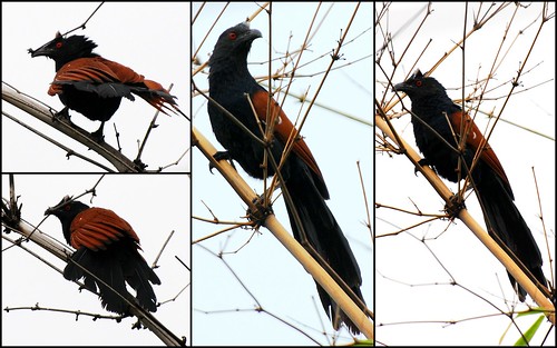 Greater Coucal by McGun