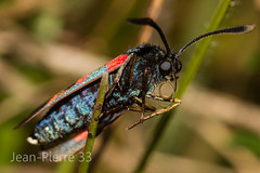 Insectes, Macrophotographie