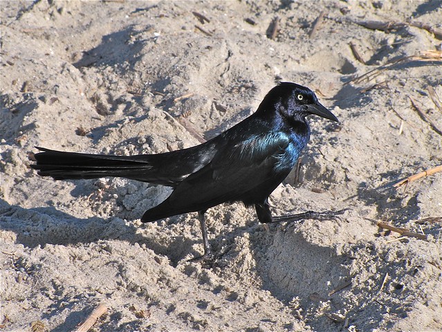 Boat-tailed Grackle at the North Beach on Tybee Island 07
