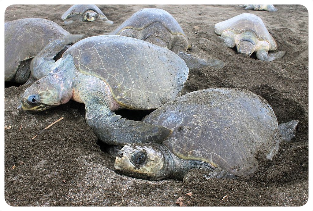 costa rica turtles