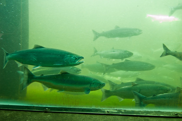Salmon at the Ballard Locks