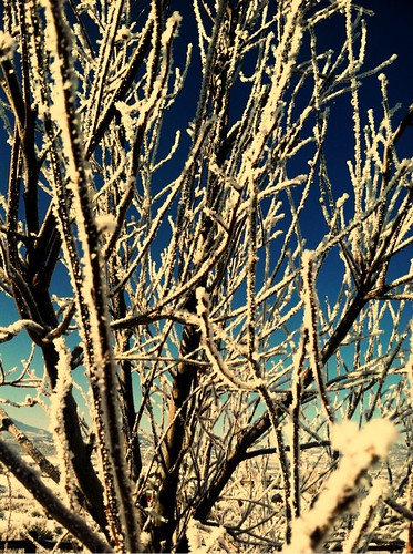Tree frost