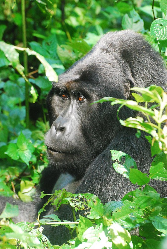 Gorilla tracking, Bwindi