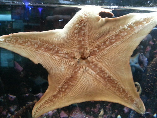 Starfish underside