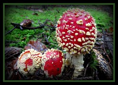 Pilze - mushrooms