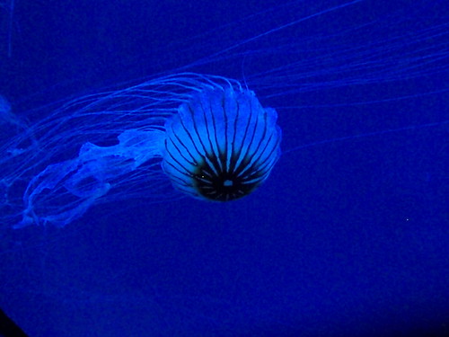 jellyfish (1)