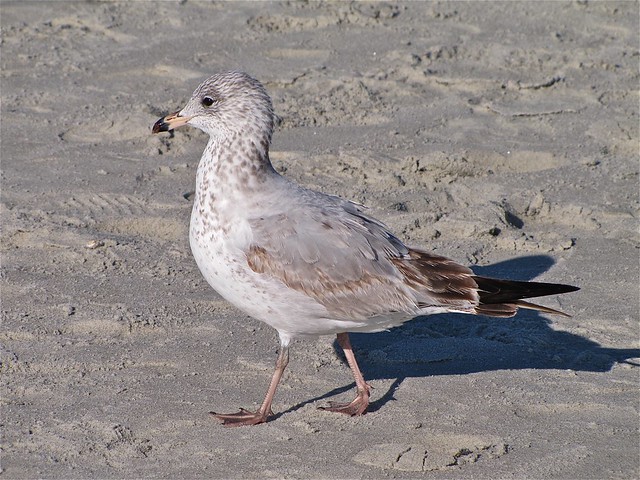 Ring-billed Gull at the North Beach on Tybee Island 01