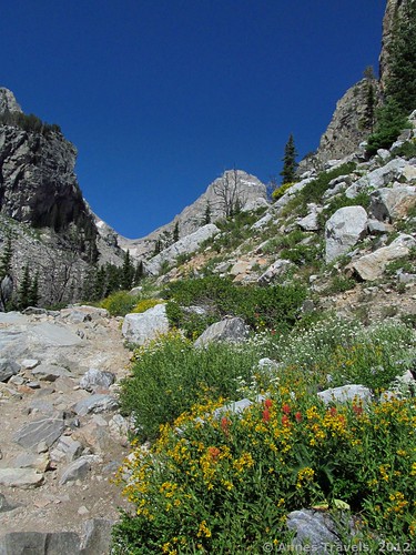 Wildflowers in the lower/middle part of Garnet Canyon, Grand Teton National Park, Wyoming