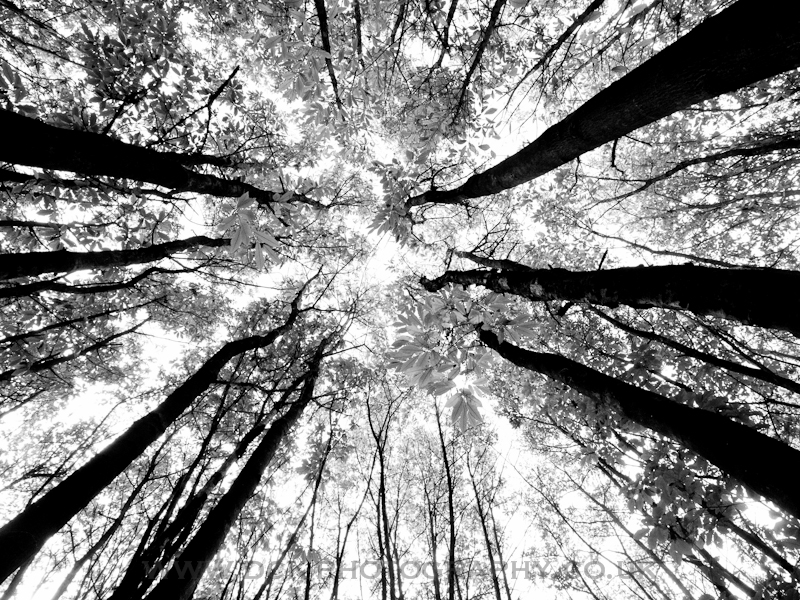Looking Up #2 - B&W