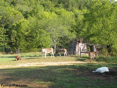 Daisy on donkey guard dog duty (10) - FarmgirlFare.com