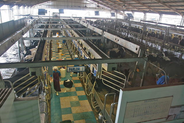 The milking parlour where each cow gets a few minutes