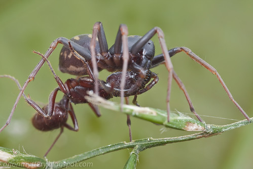 zodariid spider with ant prey IMG_1253 copy