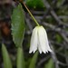 Patagua (Crinodendron patagua) - flor