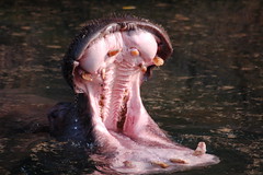 Nilpferd-Flusspferd-Hippopotamus