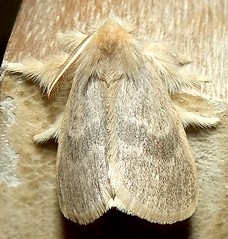 Moth (G)