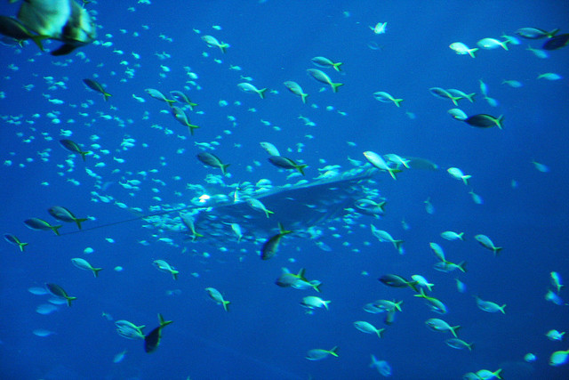 There was a huge manta ray with a crazy entourage of little fish