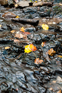 Leaves and
Water