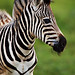Baby Zebra of Tala